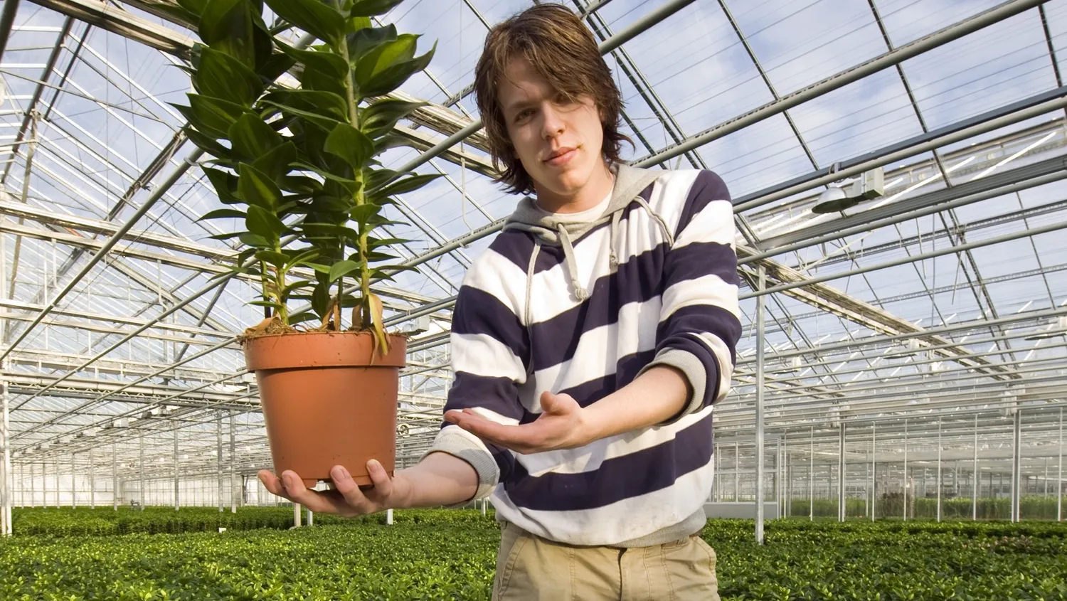 Plantenkweker laat een plant zien in de kas