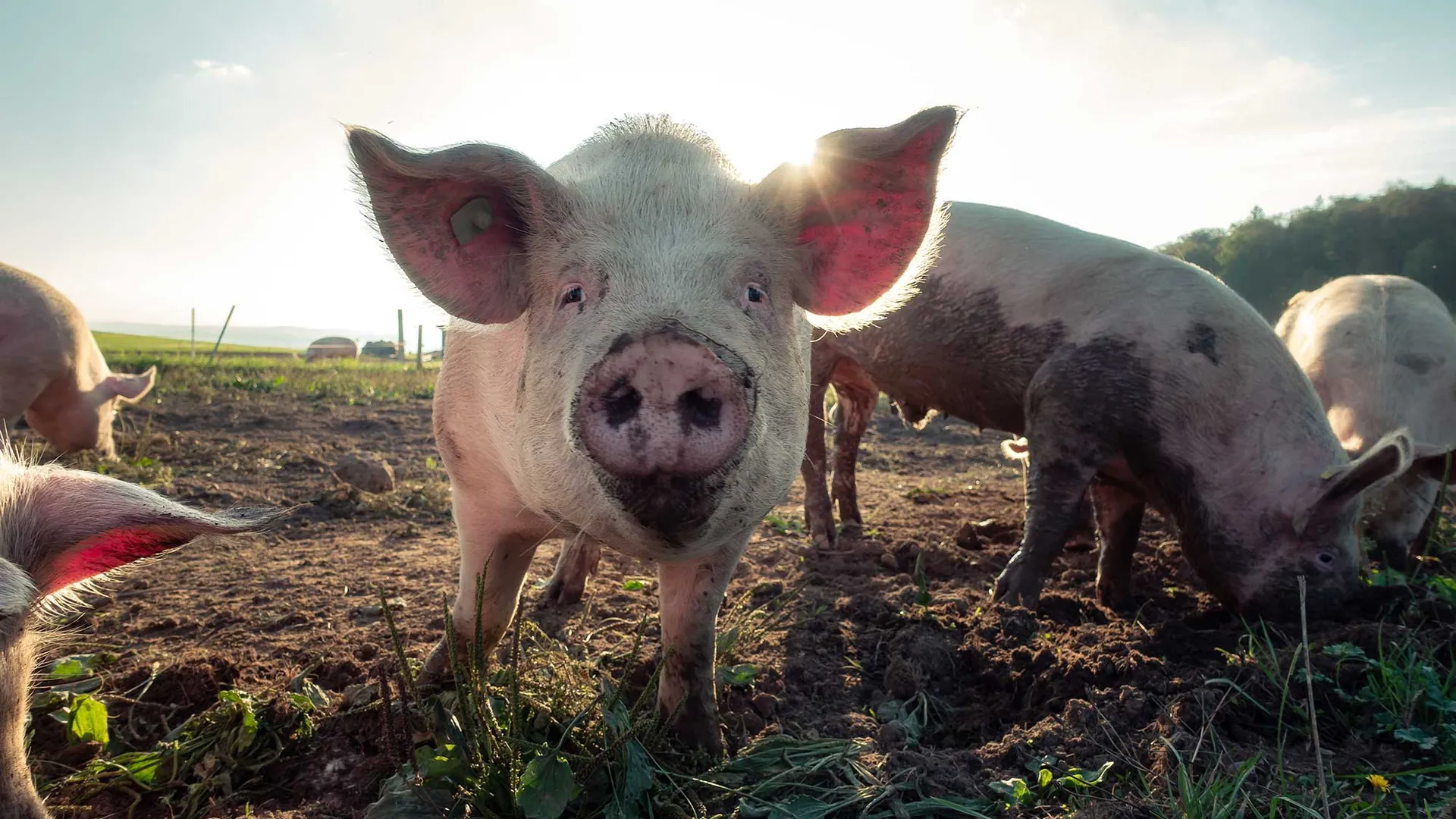 Varkens buiten in de modder