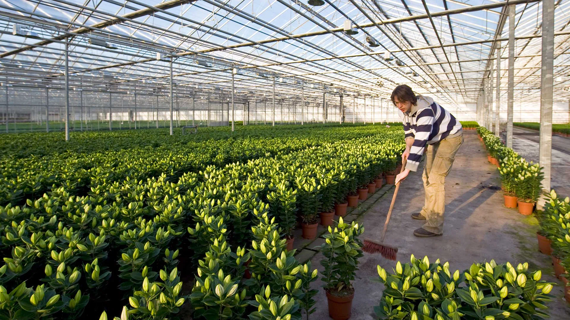 Jongen veegt de kas aan omringt door planten